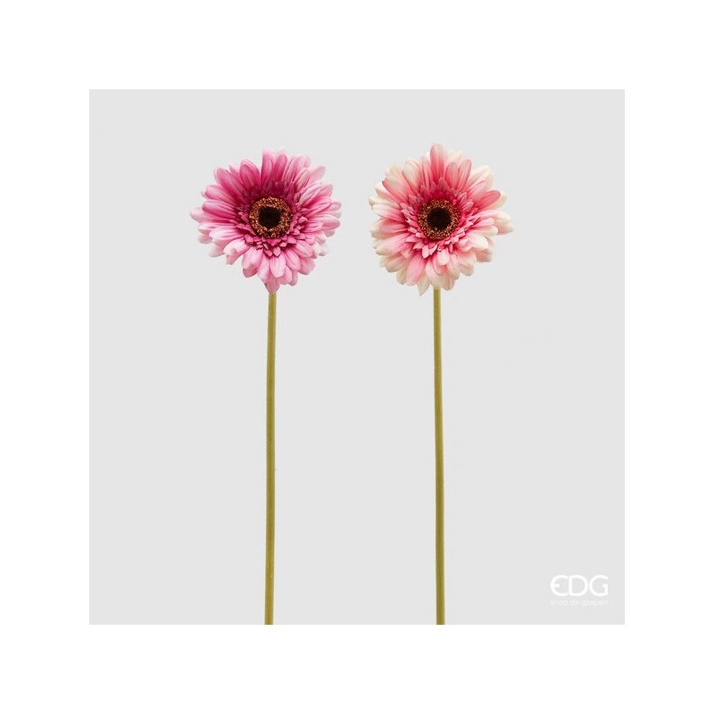 Rex Gerbera H 60 | Enzo De Gasperi